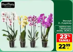 Carrefour Storczyk 2-, 3-pędowy oferta