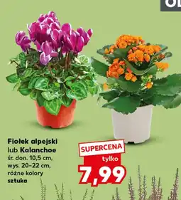 Kaufland Fiołek oferta