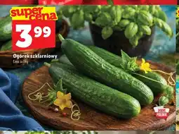 Topaz Ogórek szklarniowy polski oferta