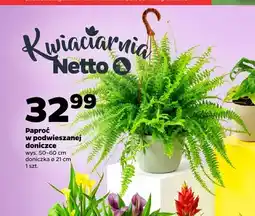 Netto Paproć w podwieszanej doniczce oferta