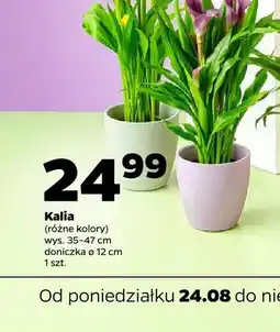Netto Kalia oferta