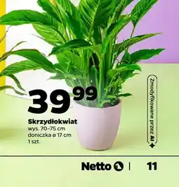 Netto Skrzydłokwiat oferta