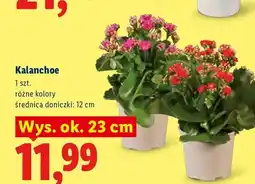 Lidl Kalanchoe oferta