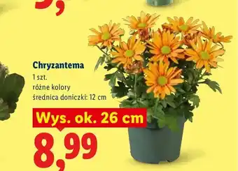 Lidl Chryzantema oferta