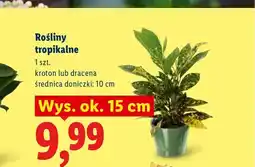 Lidl Roślina tropikalna Kroton oferta