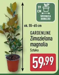 ALDI GARDENLINE Zimozielona magnolia oferta