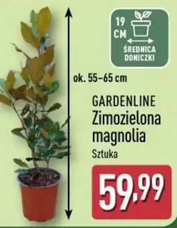 ALDI GARDENLINE Zimozielona magnolia Sztuka oferta
