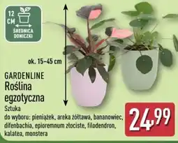 ALDI GARDENLINE Roślina egzotyczna oferta