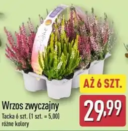 ALDI Wrzos zwyczajny oferta