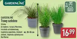 ALDI Gardenline Trawy ozdobne oferta