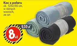 Tedi Koc z polaru oferta