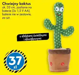 Tedi Chwiejny kaktus oferta