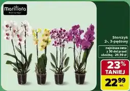 Carrefour Storczyk Mariflora 2-, 3-pędowy oferta