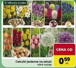 Carrefour Cebulki jesienne na sztuki oferta