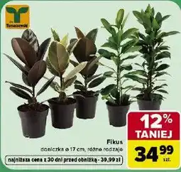Carrefour Fikus doniczka ø 17 cm, różne rodzaje oferta