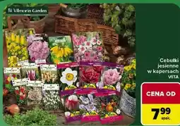 Carrefour Cebulki jesienne w kapersach VITA oferta