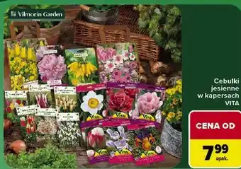 Carrefour Cebulki jesienne w kapersach VITA oferta