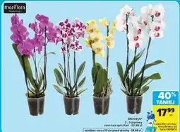 Carrefour Storczyk 2-, 3-pędowy Mariflora oferta