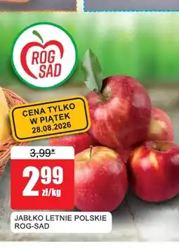 Bingo Jabłko letnie polskie Rog-Sad oferta