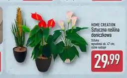 ALDI Sztuczna roślina doniczkowa Home Creation oferta