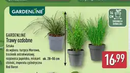 ALDI Trawa ozdobna trzcinnik ostrokwiatowy Gardenline oferta
