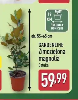 ALDI Zimozielona magnolia Gardenline oferta