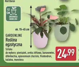 ALDI Roślina egzotyczna pieniążek Gardenline oferta
