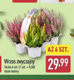 ALDI Wrzos zwyczajny 6-pak oferta