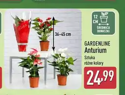ALDI Anturium Gardenline oferta