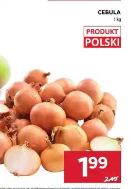 Stokrotka Cebula polska oferta