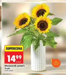 Biedronka Słonecznik polski 3-pak oferta
