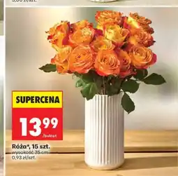 Biedronka Róża 15-pak oferta