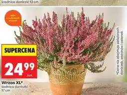Biedronka Wrzos XL, średnica doniczki 17 cm oferta