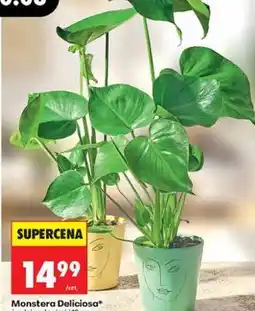 Biedronka Monstera Deliciosa, średnica doniczki 12 cm oferta