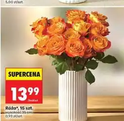 Biedronka Róża, 15 szt., wysokość 35 cm oferta