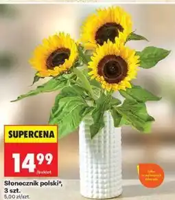 Biedronka Słonecznik polski, 3 szt oferta