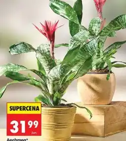 Biedronka Aechmea, średnica doniczki 15 cm oferta
