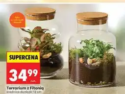 Biedronka Terrarium z Fitonią, średnica doniczki 12 cm oferta