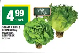 Spar Sałata masłowa z bryłą korzeniową polska oferta