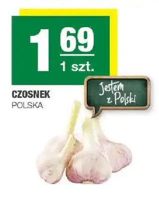 Czosnek polski