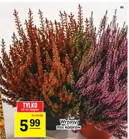 Gram Market Wrzosy mix kolorów oferta
