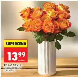 Biedronka Róźa 15 szt oferta