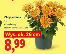 Lidl Chryzantema oferta