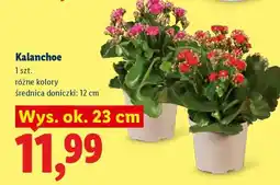 Lidl Kalanchoe oferta