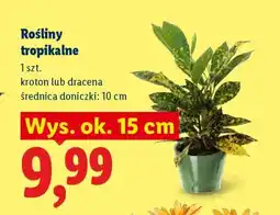 Lidl Rośliny tropikalne oferta
