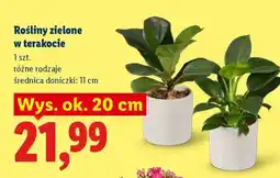 Lidl Rośliny zielone w terakocie oferta