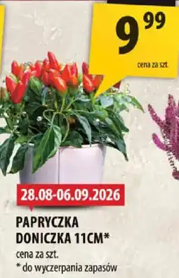 Arhelan PAPRYCZKA DONICZKA 11CM* oferta