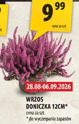 Arhelan Wrzos Doniczka 12CM* oferta