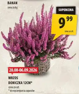 Arhelan WRZOS DONICZKA 12CM* oferta