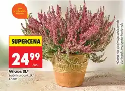 Biedronka Wrzos XL* oferta